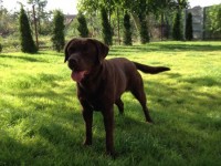 Labrador Retriever - Canisa CLAUSWEB