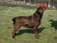 Labrador Retriever - Canisa CLAUSWEB