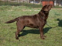 Labrador Retriever - Canisa CLAUSWEB