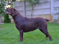 Labrador Retriever - Canisa CLAUSWEB