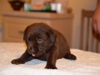 Labrador Retriever - Canisa CLAUSWEB