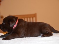 Labrador Retriever - Canisa CLAUSWEB