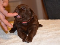 Labrador Retriever - Canisa CLAUSWEB