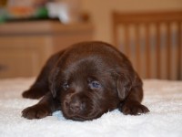 Labrador Retriever - Canisa CLAUSWEB