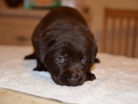 Labrador Retriever - Canisa CLAUSWEB
