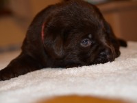 Labrador Retriever - Canisa CLAUSWEB