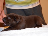 Labrador Retriever - Canisa CLAUSWEB