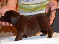 Labrador Retriever - Canisa CLAUSWEB