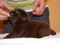 Labrador Retriever - Canisa CLAUSWEB