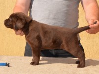 Labrador Retriever - Canisa CLAUSWEB