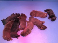 Labrador Retriever - Canisa CLAUSWEB