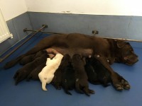 Labrador Retriever - Canisa CLAUSWEB