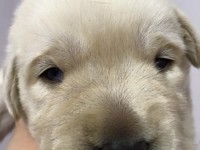 Labrador Retriever - Canisa CLAUSWEB