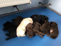 Labrador Retriever - Canisa CLAUSWEB