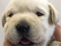 Labrador Retriever - Canisa CLAUSWEB