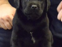 Labrador Retriever - Canisa CLAUSWEB