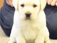 Labrador Retriever - Canisa CLAUSWEB