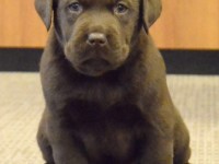 Labrador Retriever - Canisa CLAUSWEB