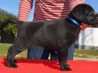 Labrador Retriever - Canisa CLAUSWEB