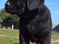 Labrador Retriever - Canisa CLAUSWEB