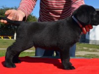 Labrador Retriever - Canisa CLAUSWEB