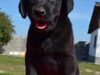 Labrador Retriever - Canisa CLAUSWEB