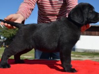 Labrador Retriever - Canisa CLAUSWEB