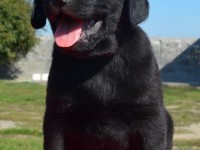 Labrador Retriever - Canisa CLAUSWEB