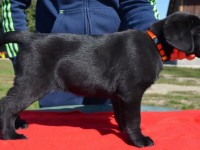 Labrador Retriever - Canisa CLAUSWEB