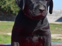 Labrador Retriever - Canisa CLAUSWEB
