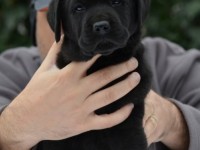 Labrador Retriever - Canisa CLAUSWEB