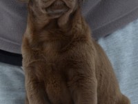 Labrador Retriever - Canisa CLAUSWEB
