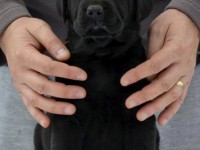 Labrador Retriever - Canisa CLAUSWEB