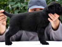 Labrador Retriever - Canisa CLAUSWEB
