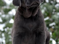 Labrador Retriever - Canisa CLAUSWEB