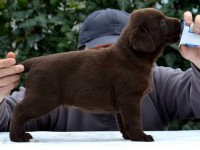 Labrador Retriever - Canisa CLAUSWEB