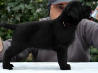 Labrador Retriever - Canisa CLAUSWEB