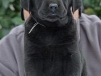Labrador Retriever - Canisa CLAUSWEB