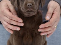 Labrador Retriever - Canisa CLAUSWEB