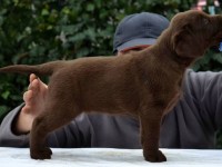 Labrador Retriever - Canisa CLAUSWEB