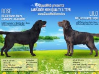 Labrador Retriever - Canisa CLAUSWEB