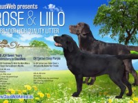 Labrador Retriever - Canisa CLAUSWEB