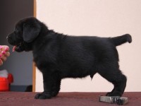 Labrador Retriever - Canisa CLAUSWEB