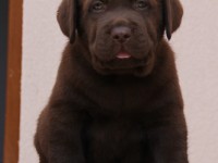 Labrador Retriever - Canisa CLAUSWEB