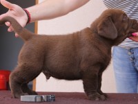 Labrador Retriever - Canisa CLAUSWEB