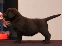 Labrador Retriever - Canisa CLAUSWEB