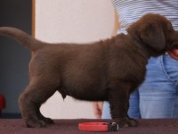 Labrador Retriever - Canisa CLAUSWEB