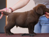 Labrador Retriever - Canisa CLAUSWEB