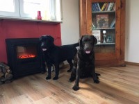 Labrador Retriever - Canisa CLAUSWEB