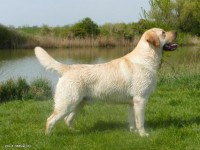 Labrador Retriever - Canisa CLAUSWEB